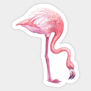 Flamingo 2 Sticker